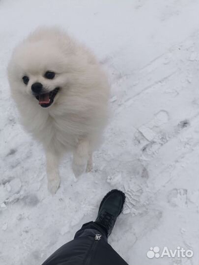 Ищем невесту