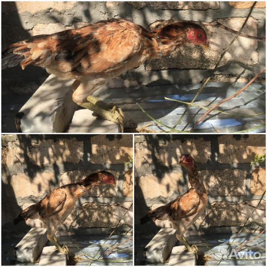 Бойцовые куры