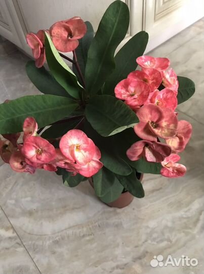 Молочай миля