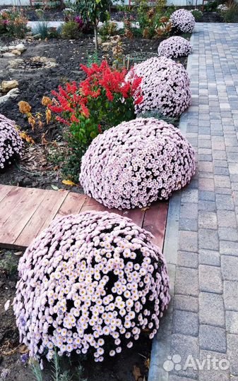 Хризантемы мультифлора, монарда(бергамот), ясколка