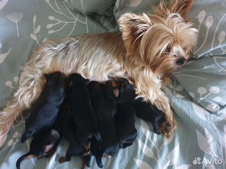 Йоркширский терьер мини беби фейс, стандарт, щенки