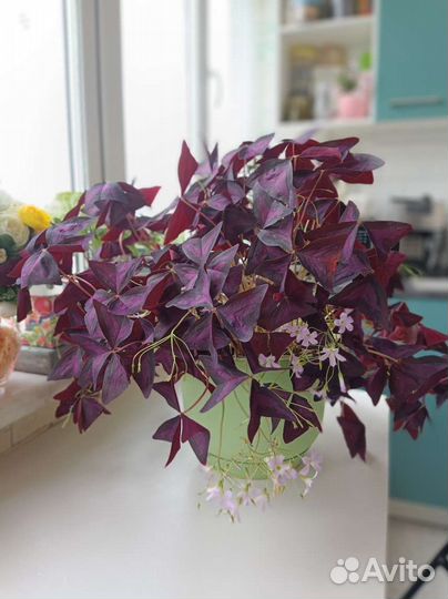 Кислица оксалис