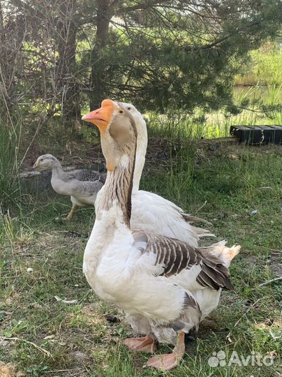 Холмогорские гусята