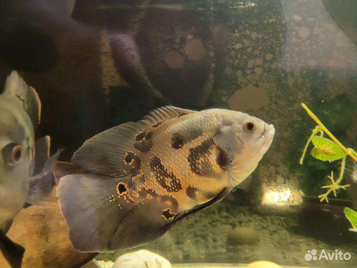 Астранотусы большие