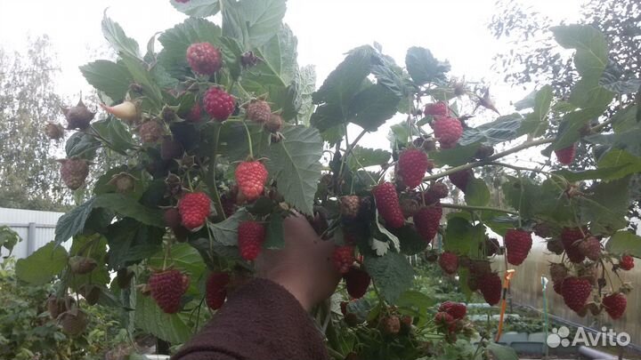 Ежевика, малина саженцы