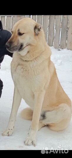 Собака турецкий кангал