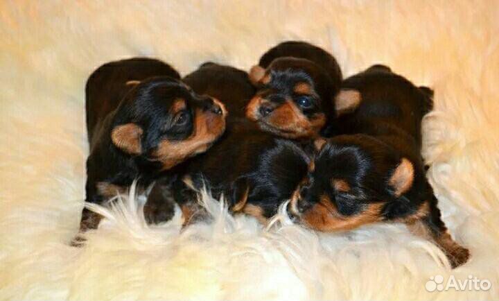Готовятся к продаже мини Йоркширские терьеры