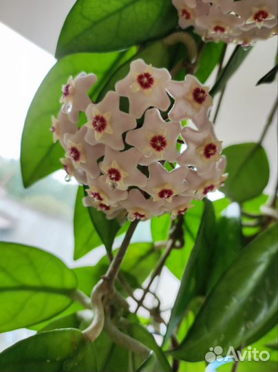 Хойя карноза, укорененные черенки