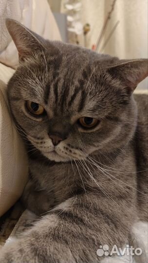 Отдам кота в хорошие руки