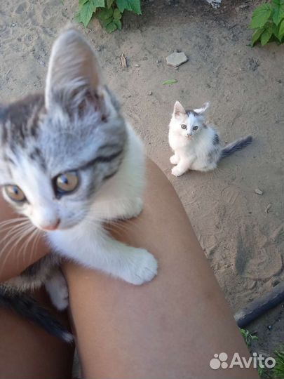 Котята бесплатно