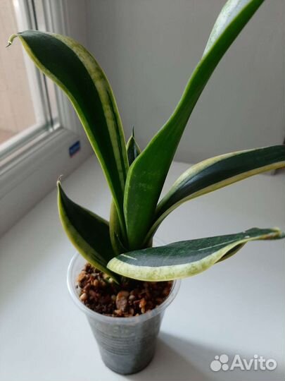 Сансевиерия