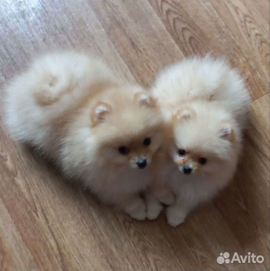 Щенки померанского шпица