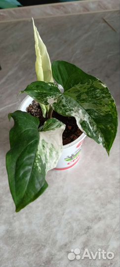 Комнатные растения