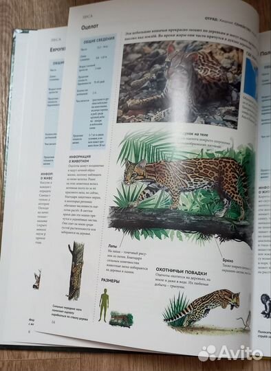 Энциклопедия леса