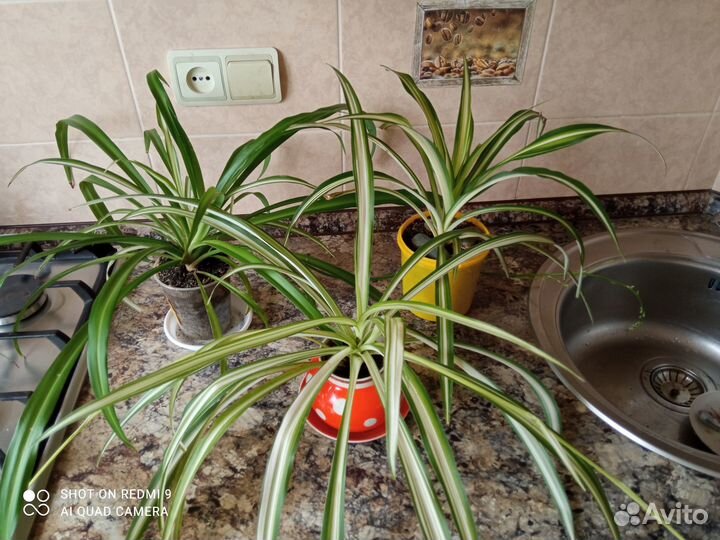 Комнатные растения - красивые и разные