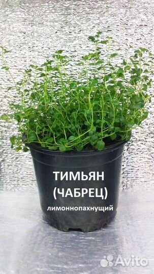 Пряные травы Душица базилик тимьян мята розмарин