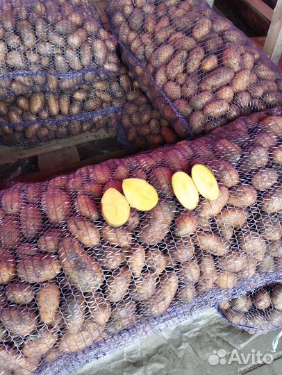 Картофель семенной