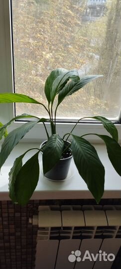 Спатифиллум