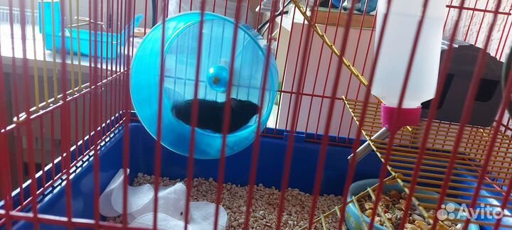 Джунгарский хомяк