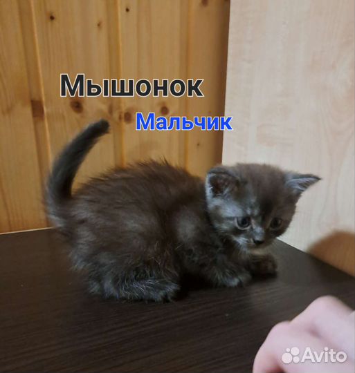 Британские котята