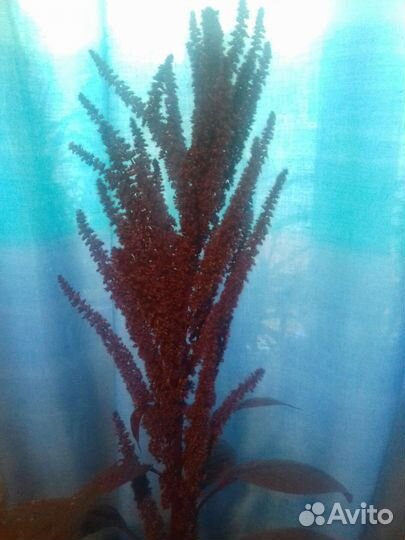 Семена Амаранта для микрозелени