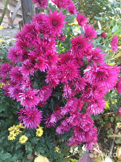 Хризантемы мультифлора, корейские