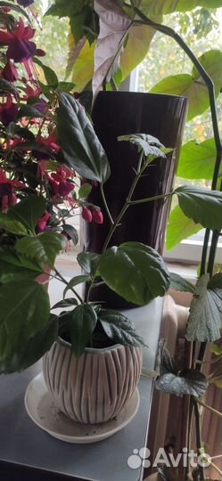 Гибискус бегония