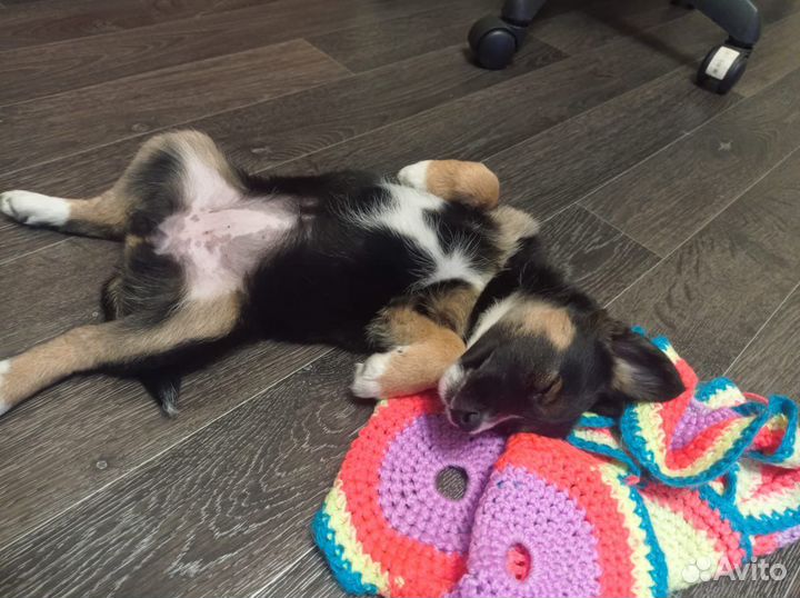 Щенок Девочка