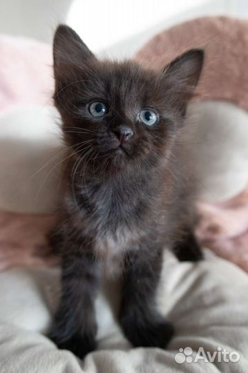 Черный кот, кошка, котёнок в дар бесплатно