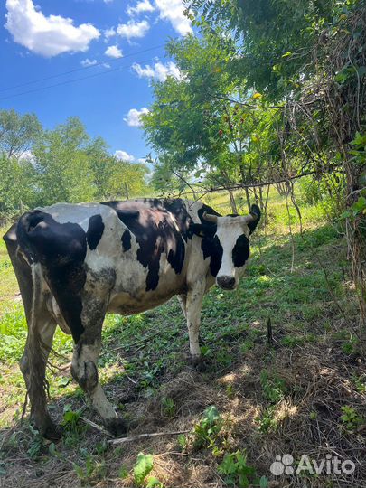 Голштинская корова