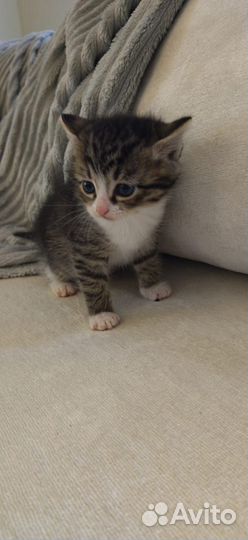 Кошка