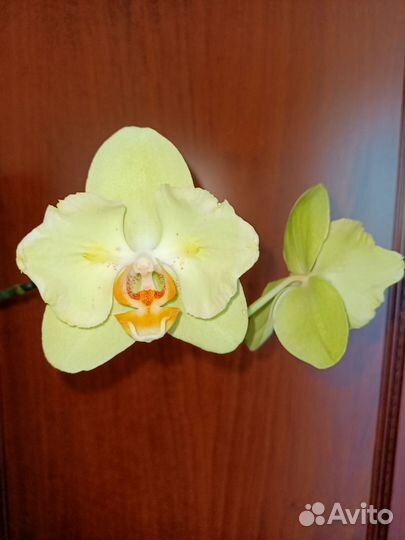 Фаленопсис Ice Cream бабочка