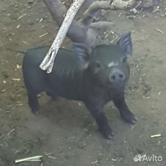 Поросята трехпородки