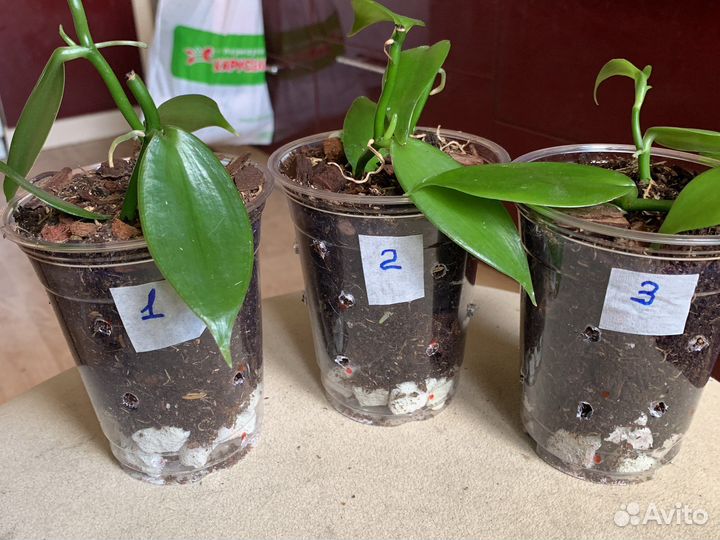 Орхидея Ванила и микросорум