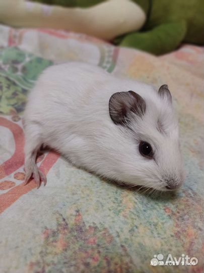 Передержка животных