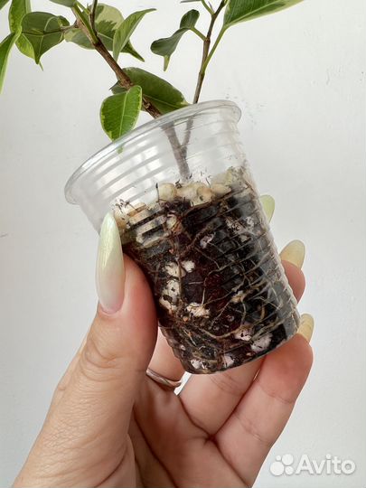 Фикус бенджамина кинки