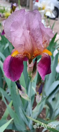 Ирис