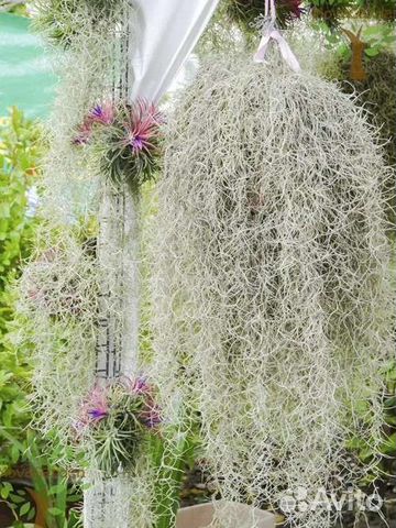 Тилландсия уснеевидная