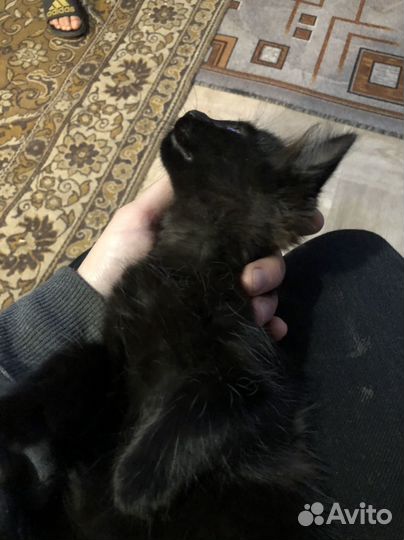 Котенок добрая киса