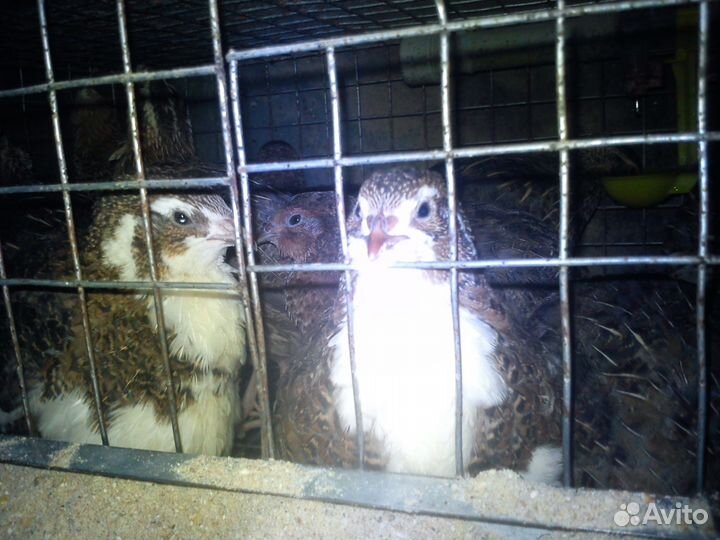 Перепел техасский и французский бройлерные