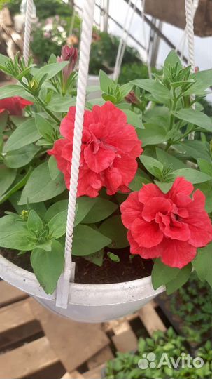 Петуния ампельная в кашпо, герань, бегония