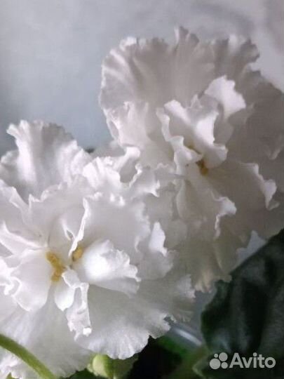 Фиалки сортовые