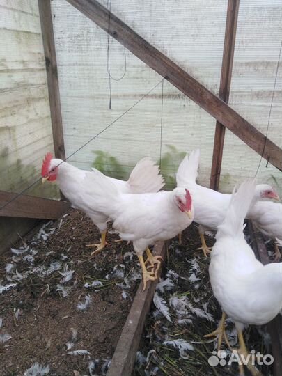 Молодые петухи