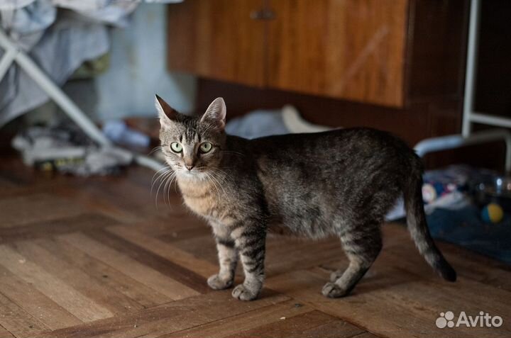 Кошечка Мишлен ищет дом