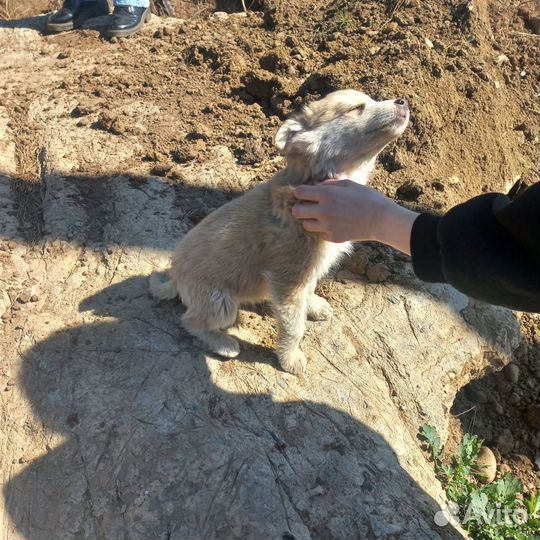 Щенки от средней собаки