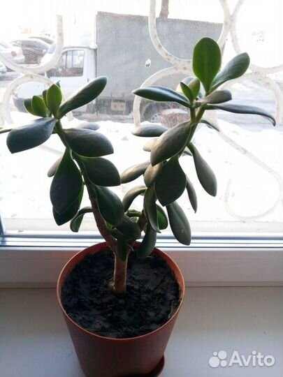 Толстянка (красулла, денежное дерево)