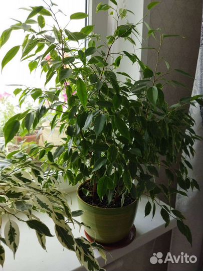 Бенджамина