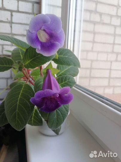 Цветы глоксиния