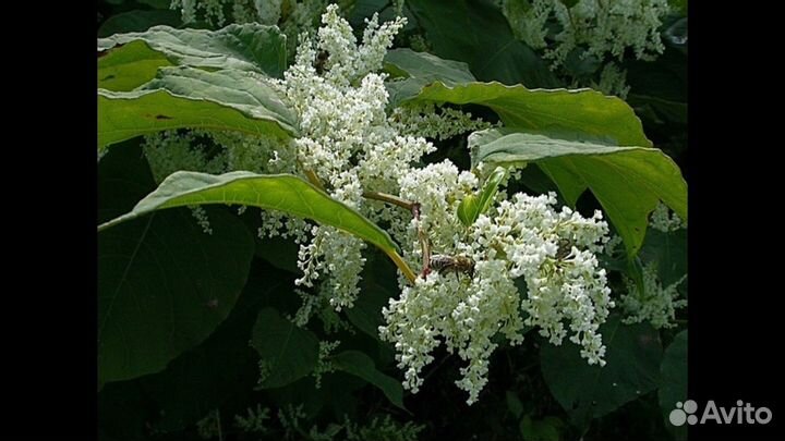 Горец сахалинский, или с.гречиха