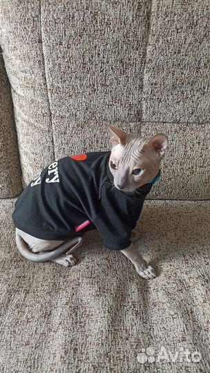 Донской сфинкс кот